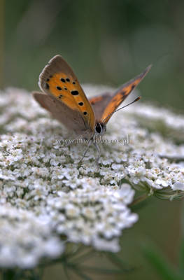 butterfly-summer