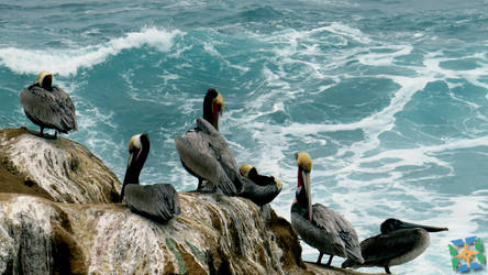 HTAA2016FebruaryRestingpelicans