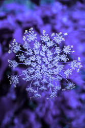 The Nature of Blue by pendragon93