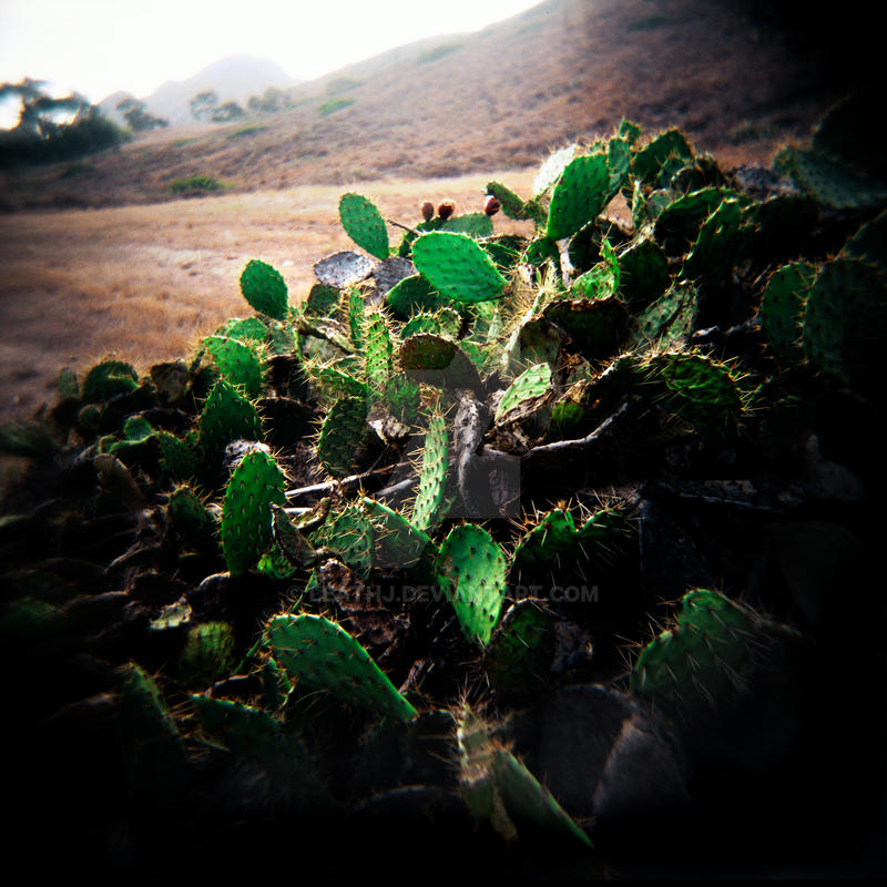 Cacti