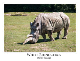 White rhinoceros