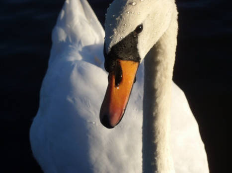 Beautiful Swan I