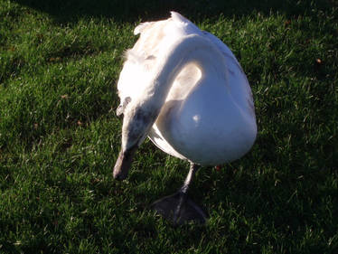 One-legged Swan