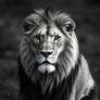 A black and white photorealistic image of a Cape L