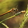 dragonfly