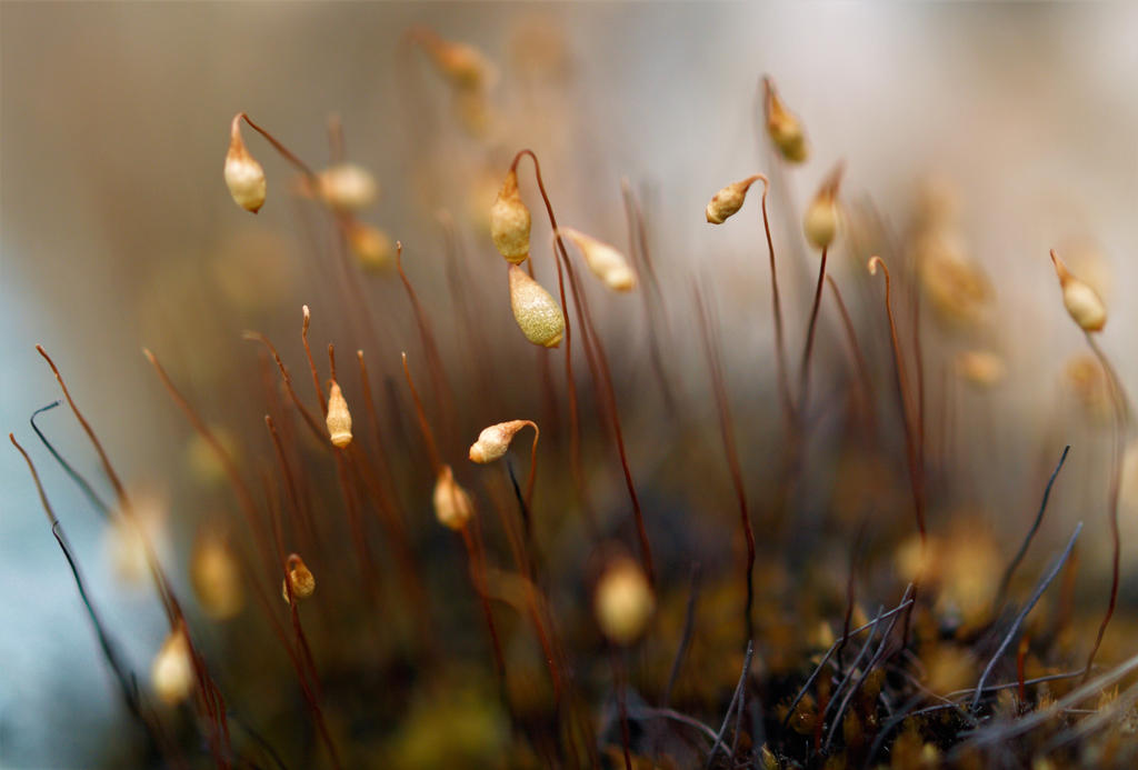 Very Small Tadpoles