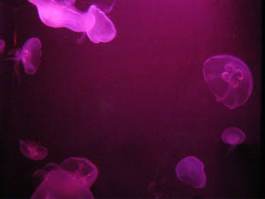 Moon Jellyfish