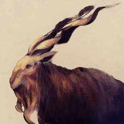 Markhor