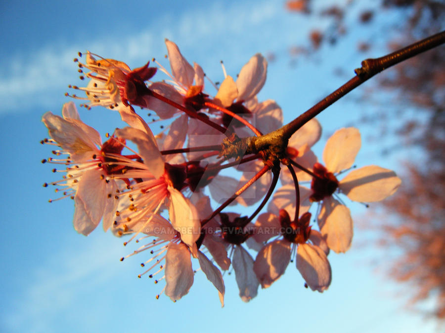 plum tree