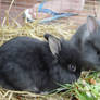 Blackie + Blueie the bunnies