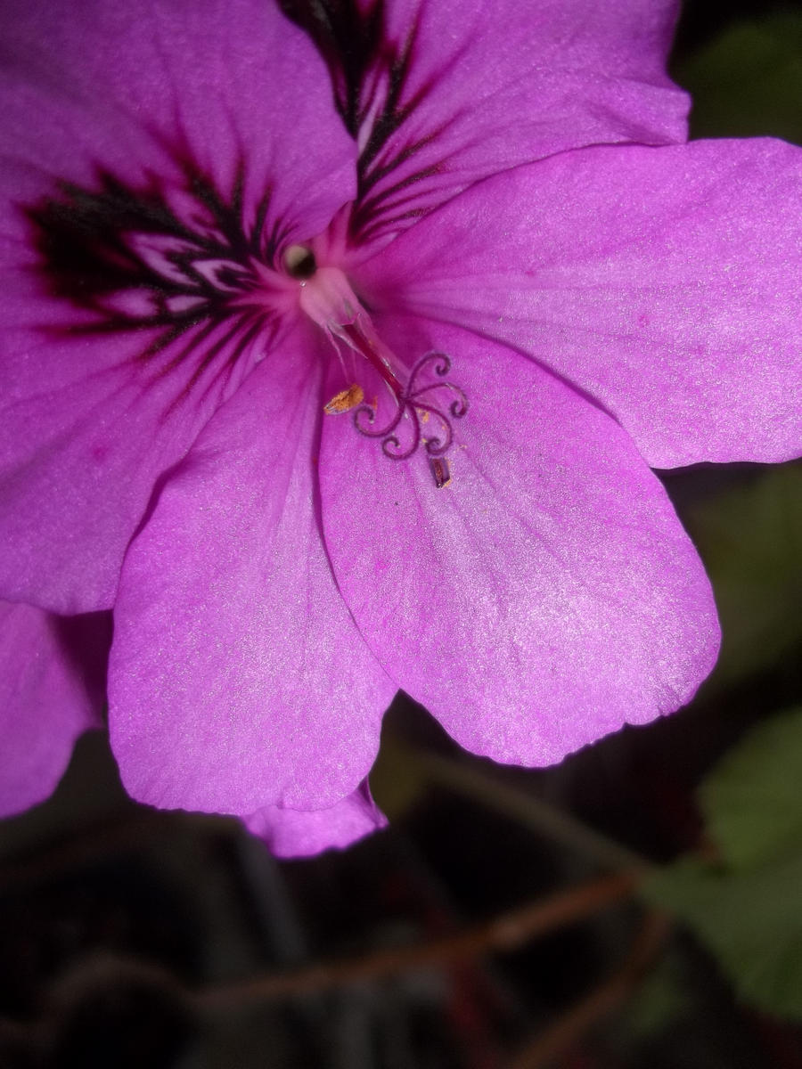 geranium one by snowmanjester