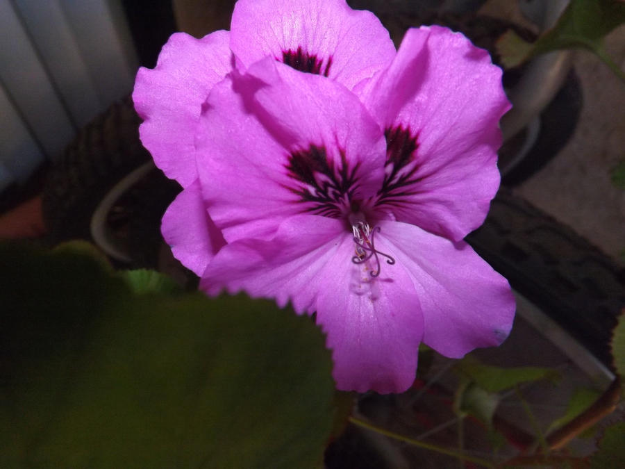 geranium three by snowmanjester