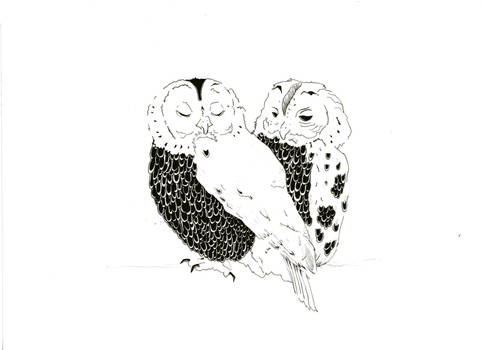 Owls