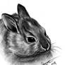 Realistic Bunny