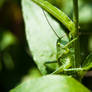 grasshopper wallpaper