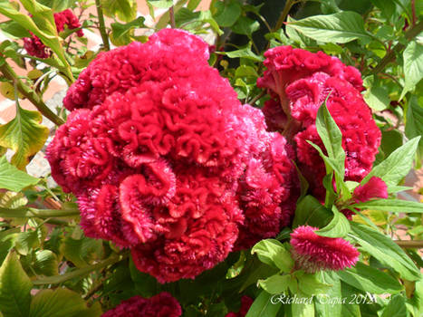 Exotic flowers of Colombia