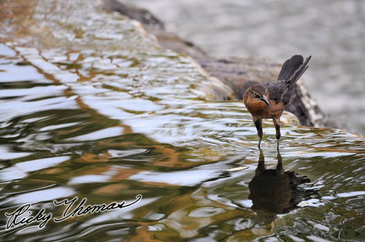 Bird on Water