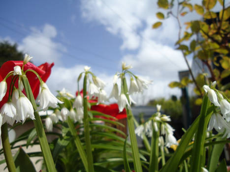 pretty flowers