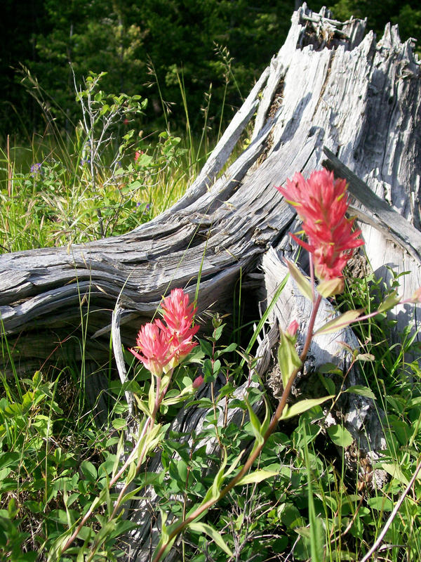 Indian Paintbrush