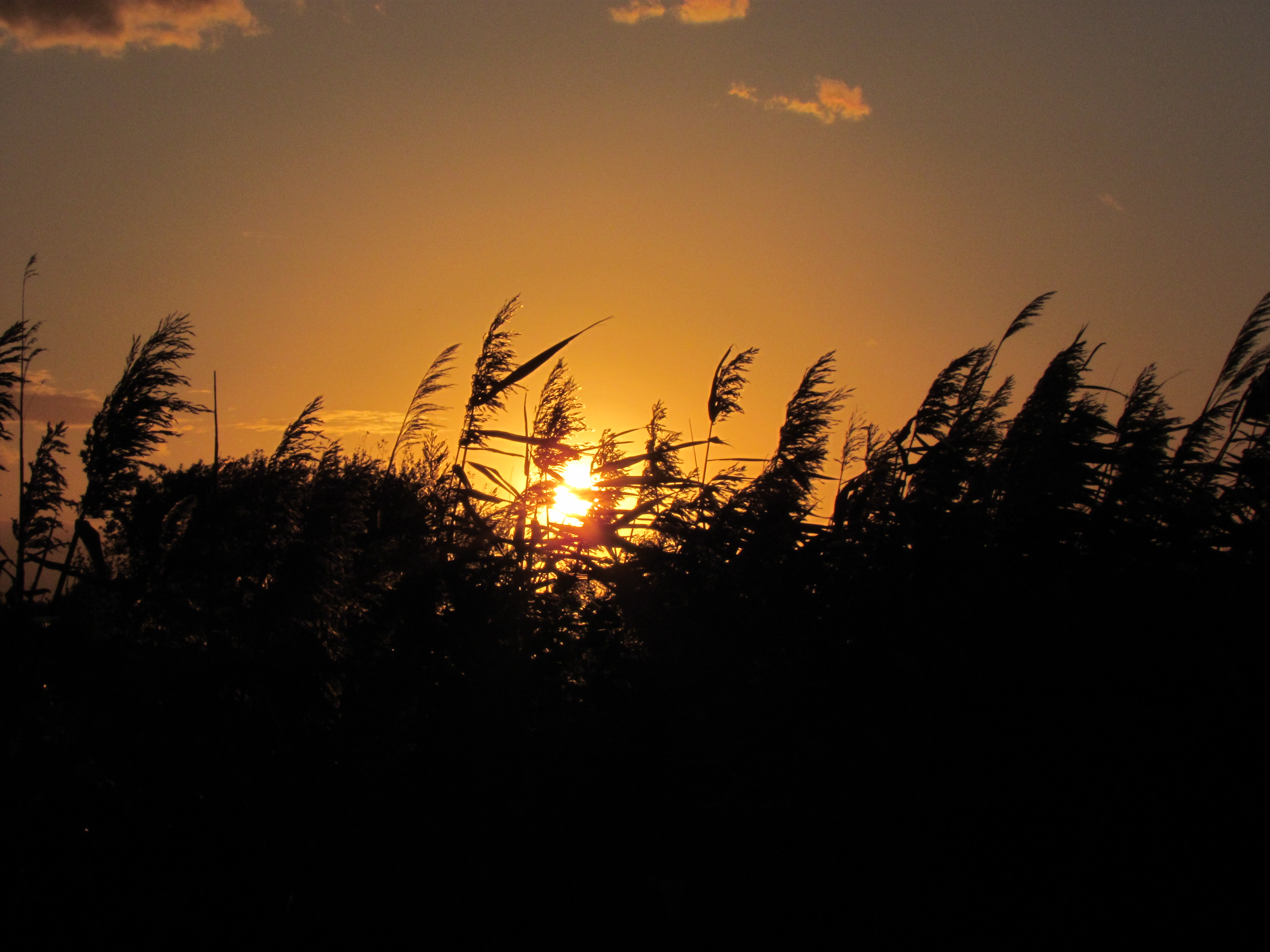 Sunset field