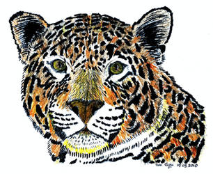 jaguar No 1 charcoal color