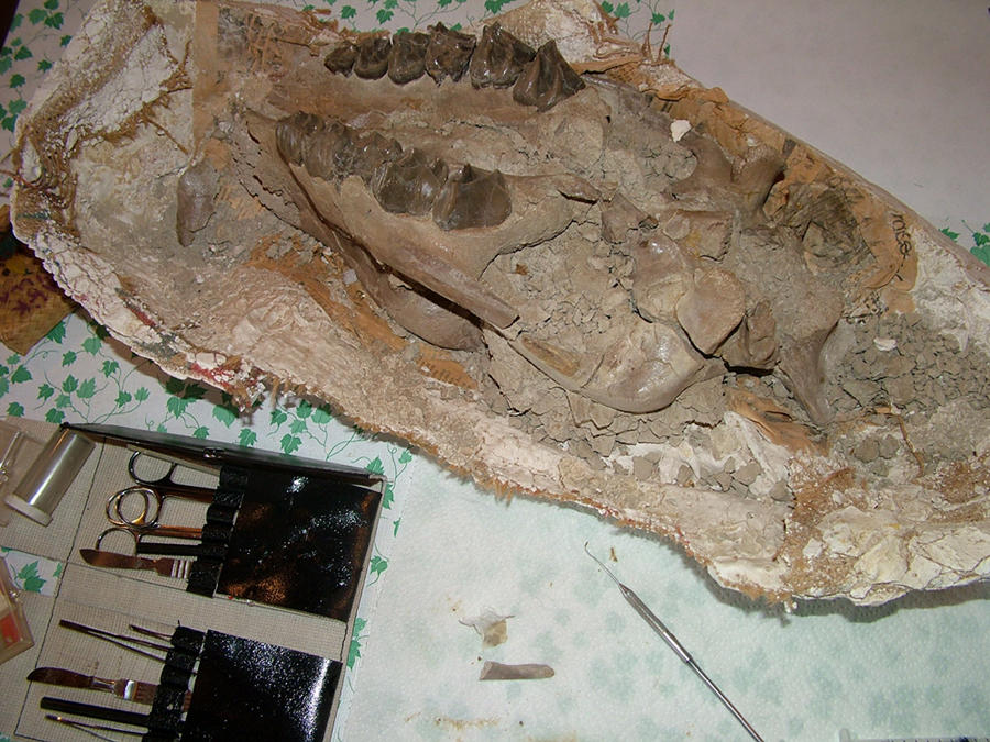 Senior Project 'SubHyracodon' by FreshwaterMermaid on DeviantArt