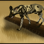 African Wild Dog Walk