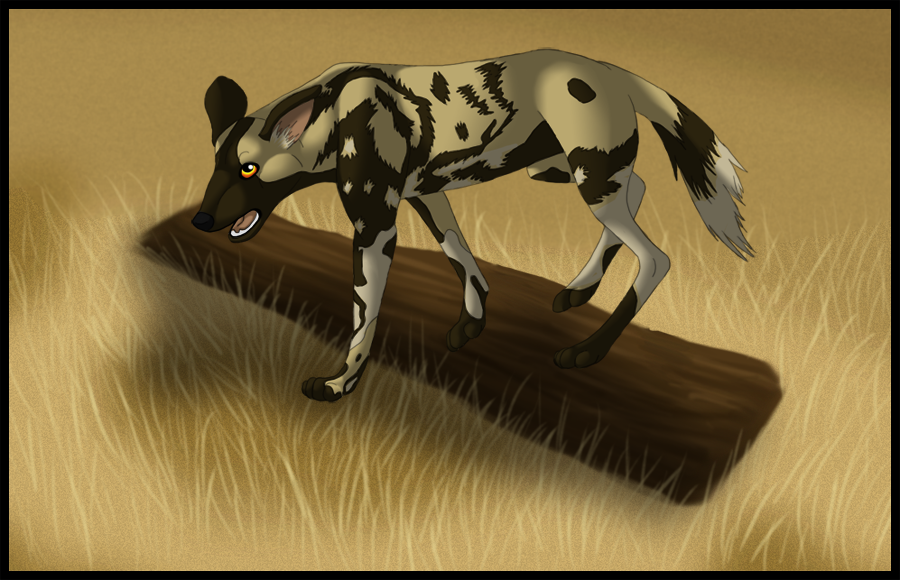 African Wild Dog Walk