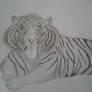 another tiger