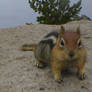 A Chipmunk