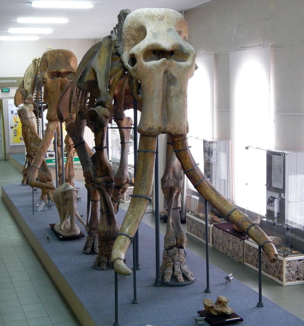 Giant Imperial Mammoths How Tall Were They Really - ppkktfs