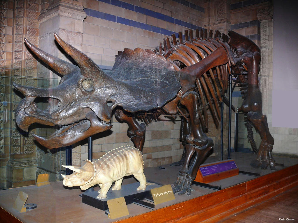 Bmnh BMNH Triceratops by giantmonster77 on DeviantArt