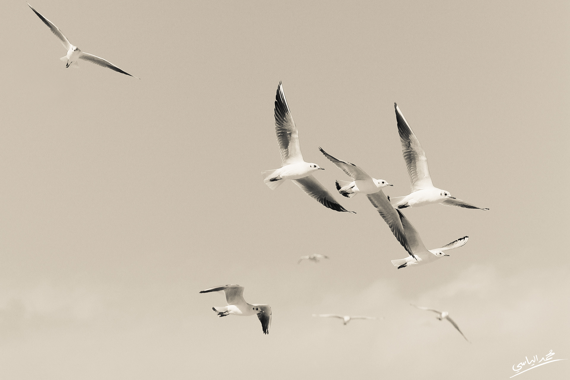 Flock of Seagulls