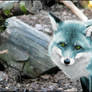 The Rare Blue Fox