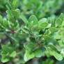 Leaves on a Bush