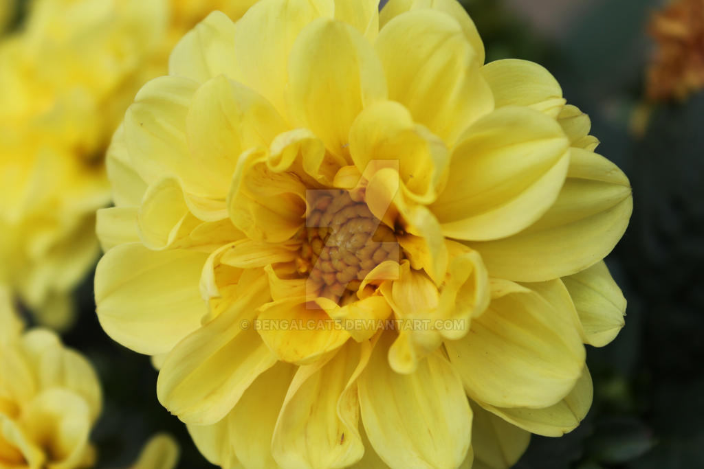 Yellow Ruffles by BengalCat5 on DeviantArt