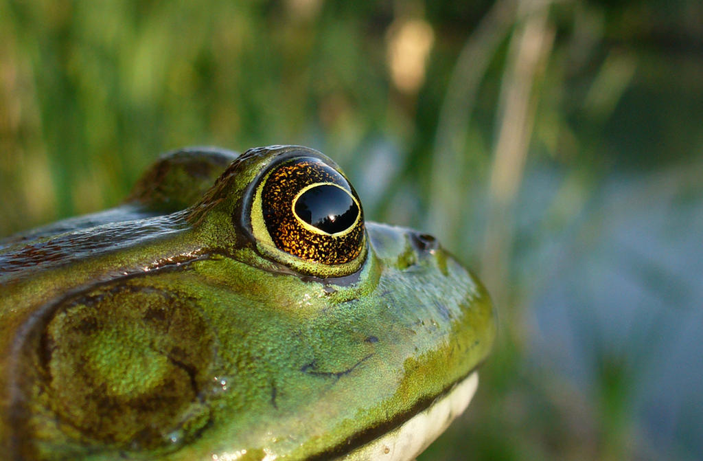 Bullfrog Wallpaper by InfinityandOne on DeviantArt