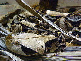 Gaboon Viper