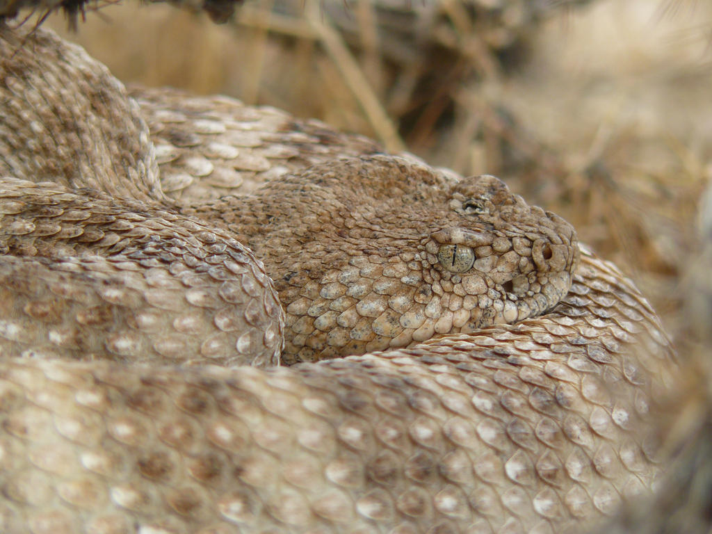 Crotalus mitchellii