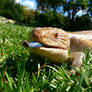 Sunshine Skink