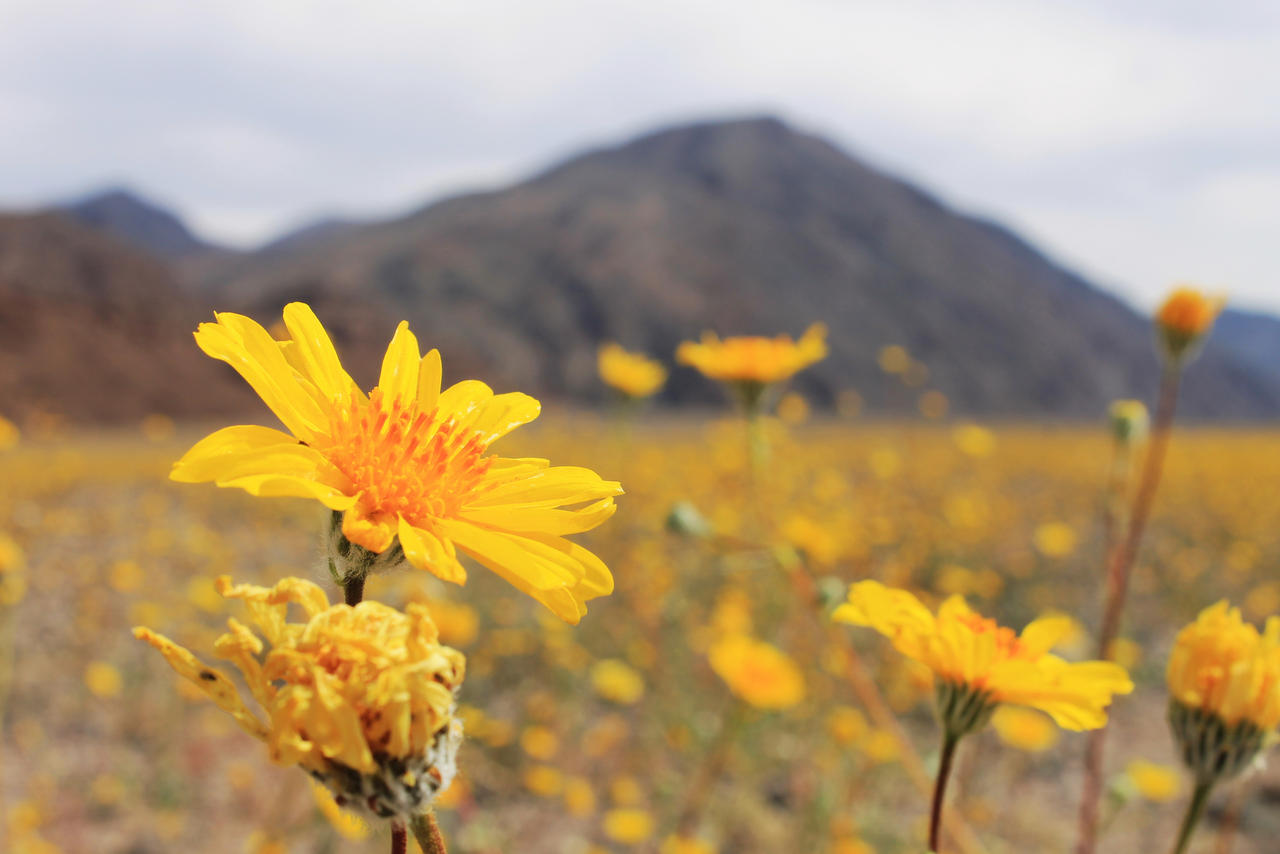 Super Bloom