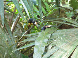 Fiery-billed Aracaris