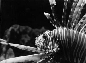 Lionfish