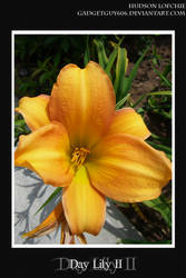 Day Lily II