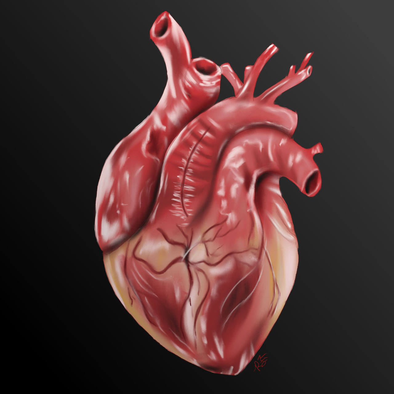 Exploding View Anatomical Heart Heart by RaiganF on DeviantArt