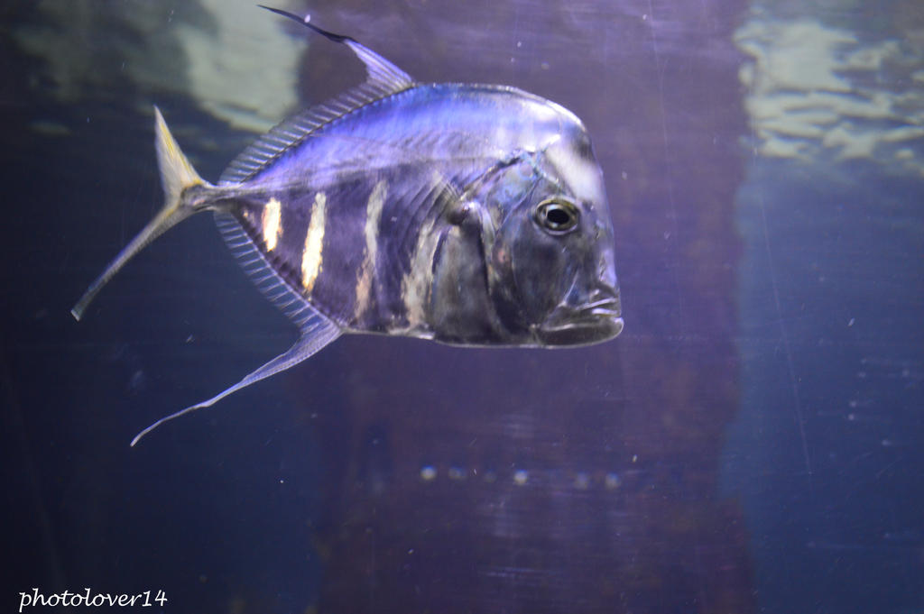 Lockdown Fish The lookdown fish by photolover14 on DeviantArt