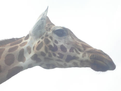A Sunlit Giraffe