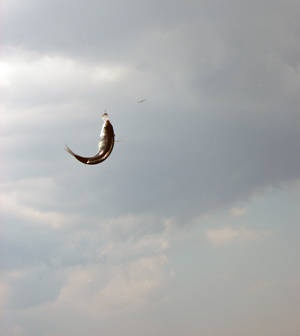 galatta bridge fish, instanbul