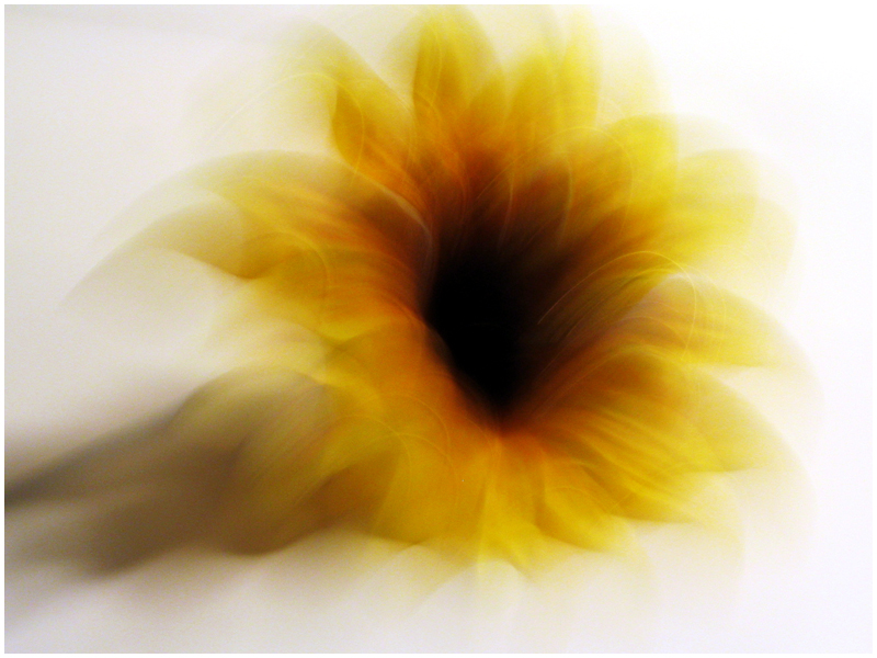 Sunflower Explosion