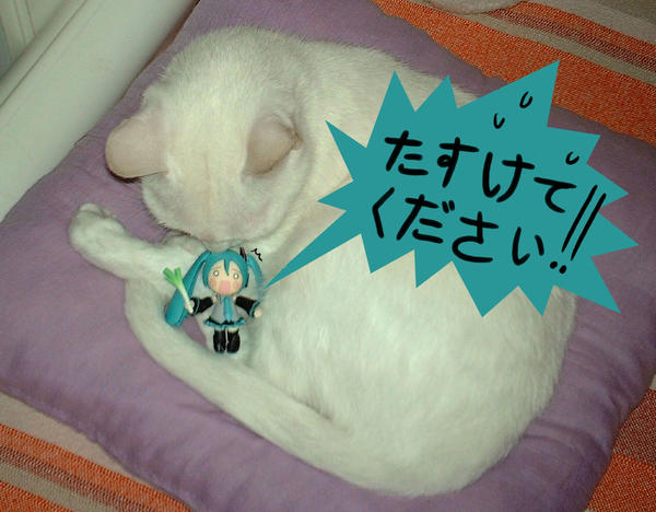 Hatsune Miku and white cat